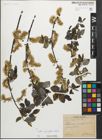 Foto von Salix myrsinifolia Salisb.